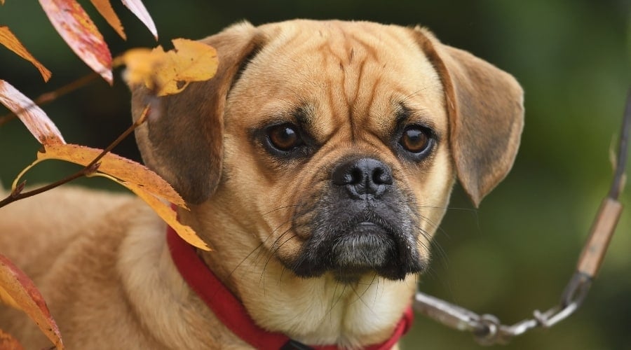 Pug and Beagle Mix Dog in Autumn