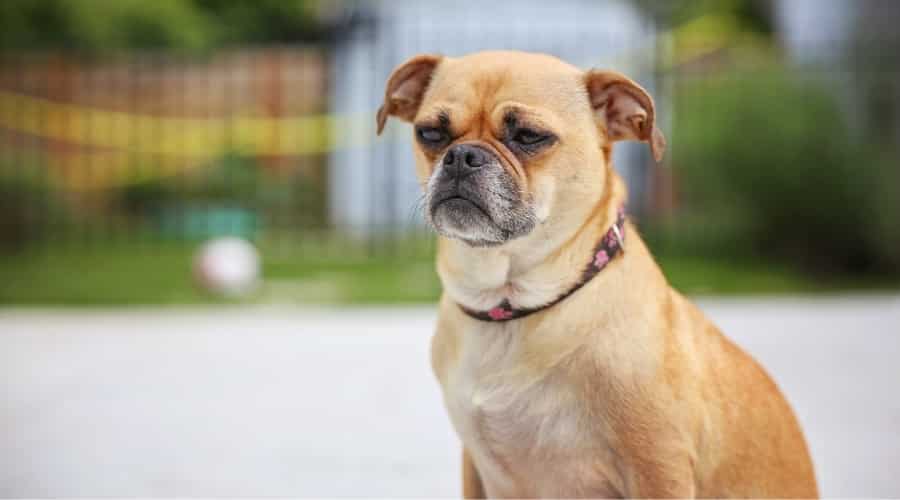 Pug and Chihuahua Mix Dog