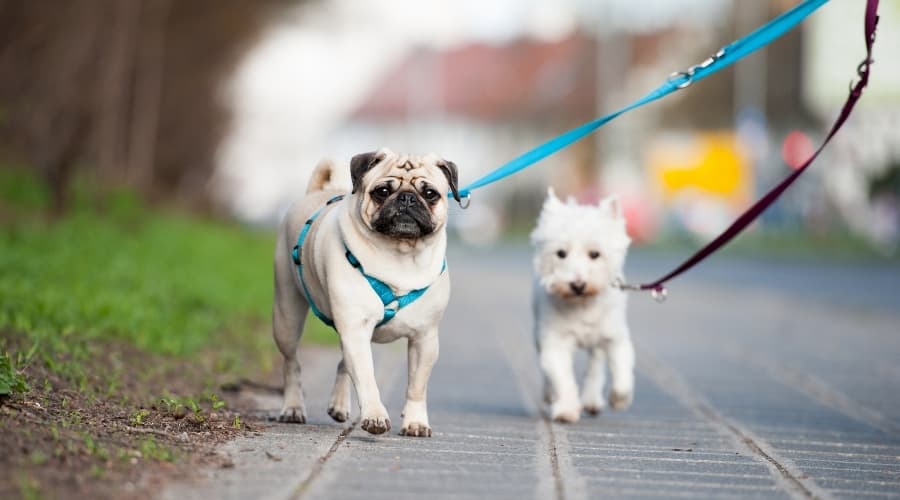 Pug and white fluffy dog walking together.