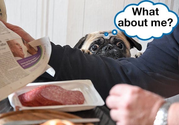 Pug annoying owner while he eats a snack and reads the newspaper