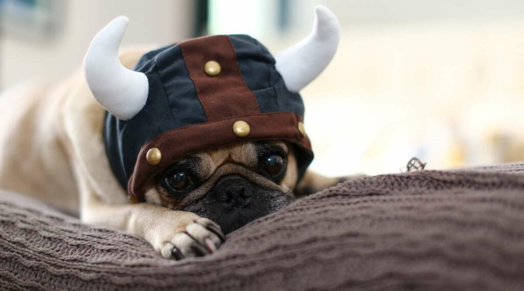 A Pug dog lying on a bed with a viking hat.
