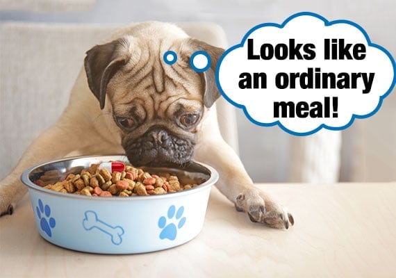 Pug eating kibble with a pill hidden inside his dog bowl.