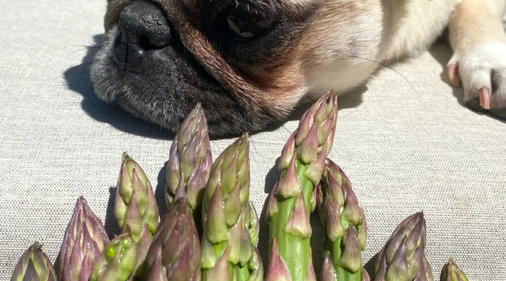 Pug face up close to spears of asparagus.