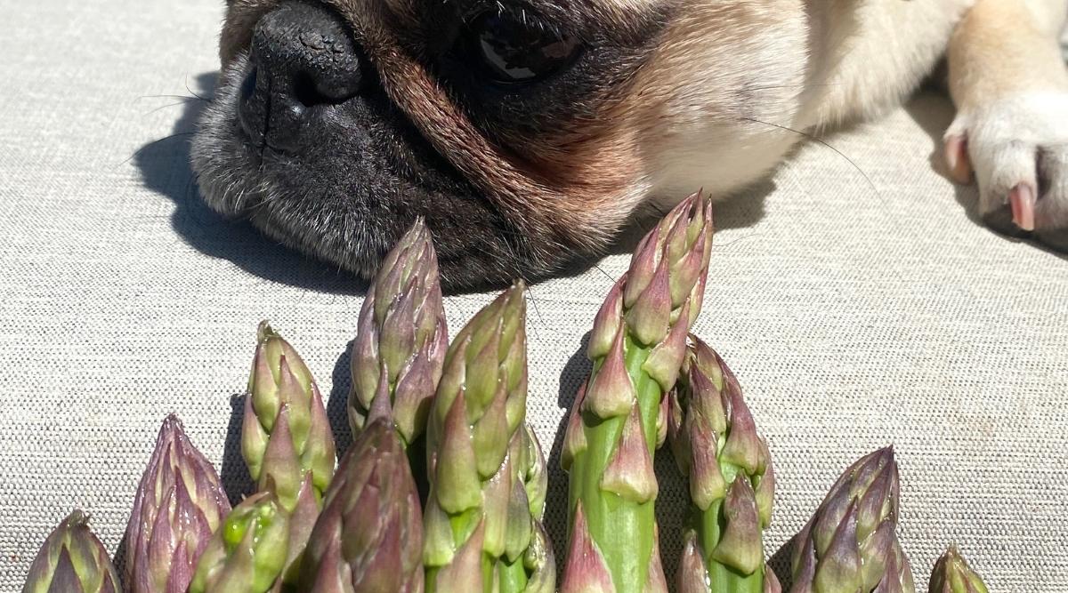 Dog nose next to asparagus.