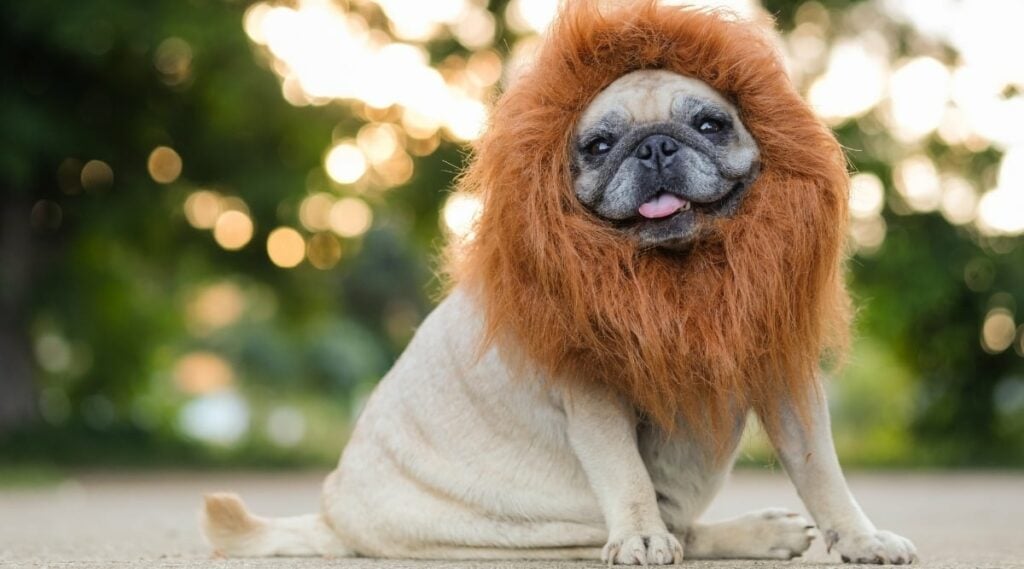Pug in DIY lion costume with harry mane sitting looking at camera outside jungle-like background