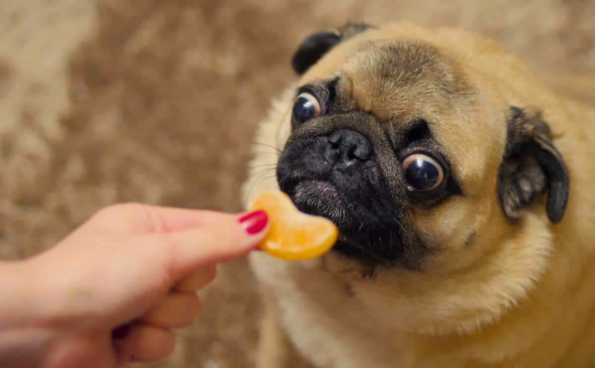 Pug looking at orange slice from a person's hand