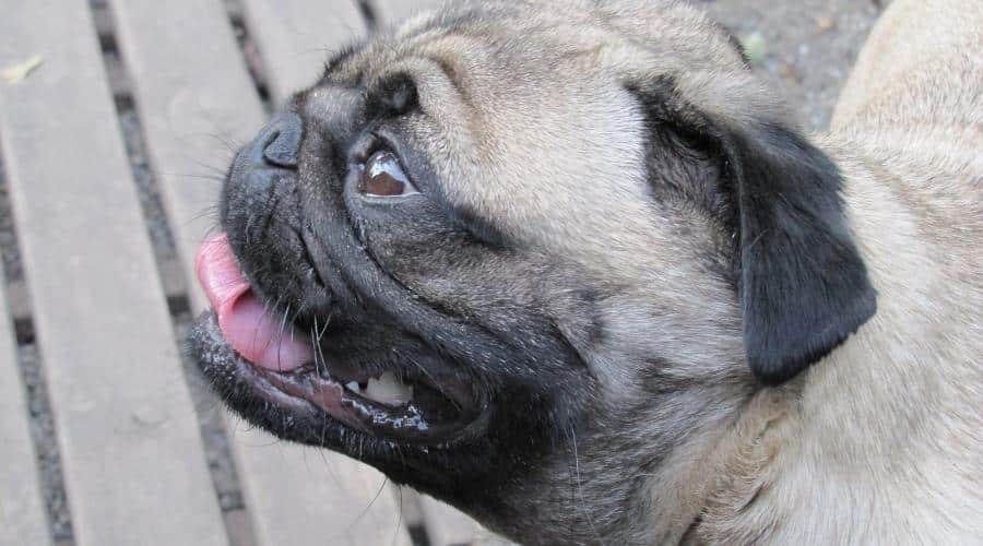Pug panting