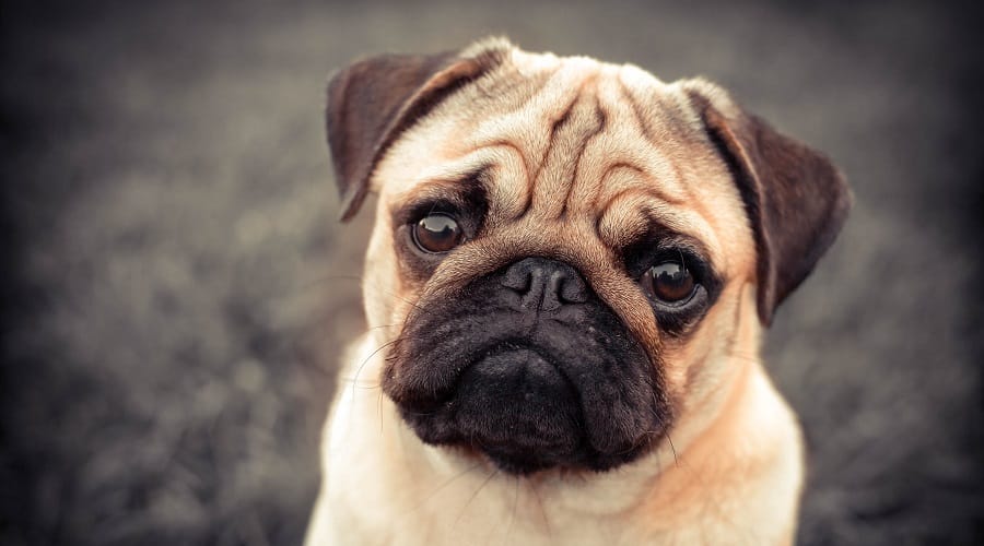 Pug sitting in Street