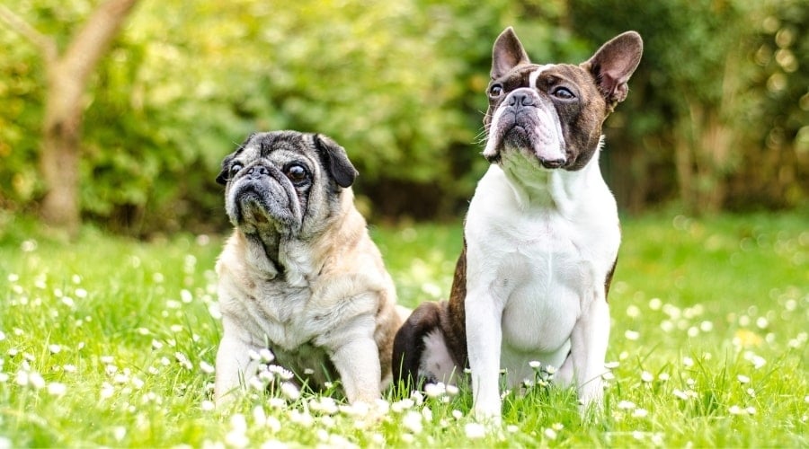 Small Black and Tan Dog Looking at Camera