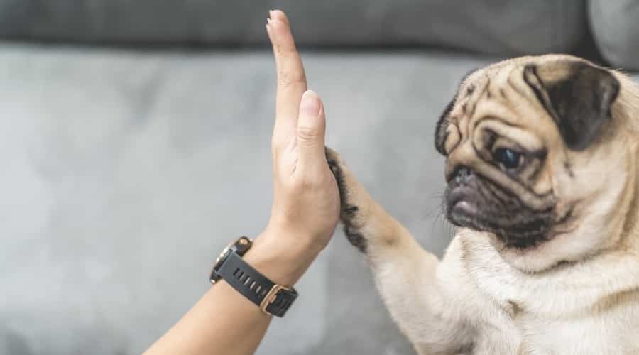 Border Collie giving owner high five.