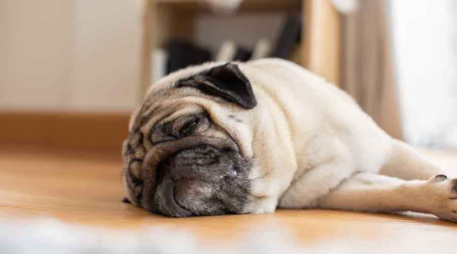 Pug with Brachycephalic Syndrom