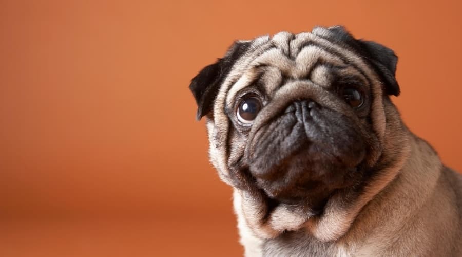 Pug Orange Background