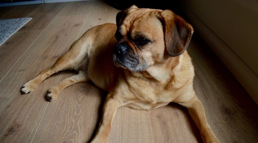 Pugalier sitting on ground