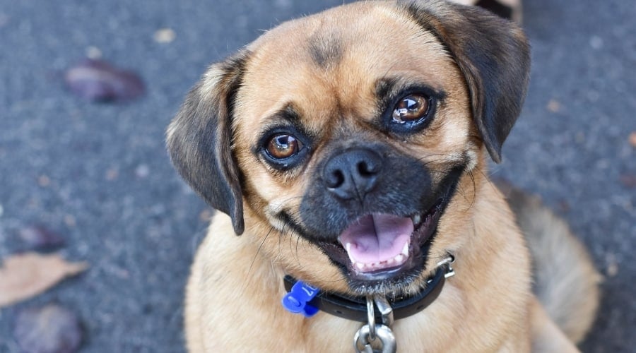 Puggle Looking at Camera