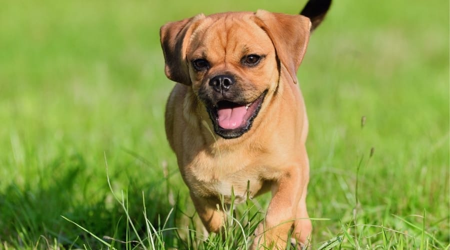 Puggle Puppy Playing in Field