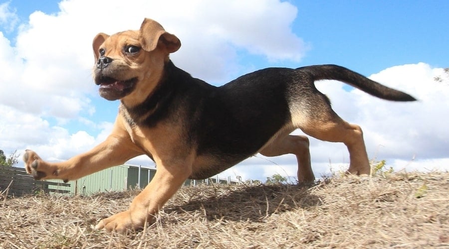 Puggle Running