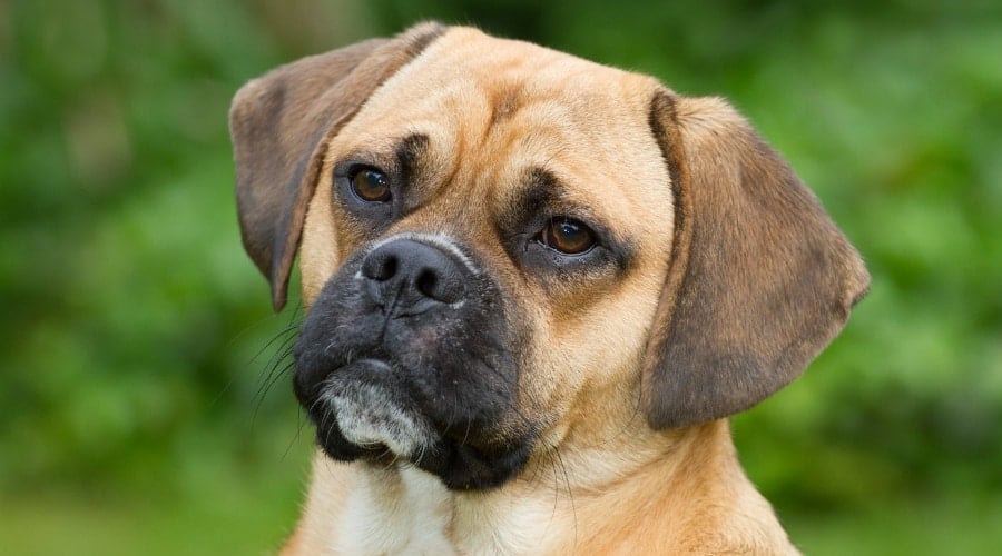 Puggle Waiting on Food