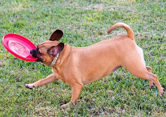 Puggle dog catching Hyperflite Jawz Frisbee in mouth
