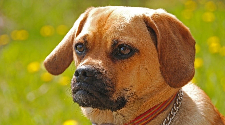 Puggle in a Field