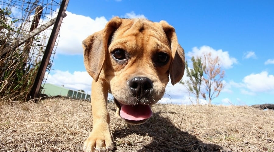 Puggle sniffing Ground