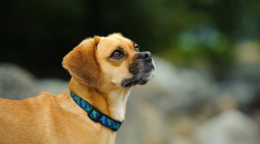 Puggle