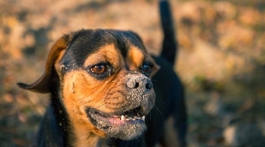Pugweiler