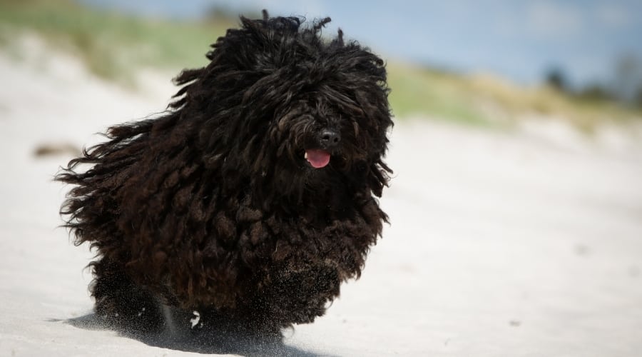 Puli Dog Running on Sand