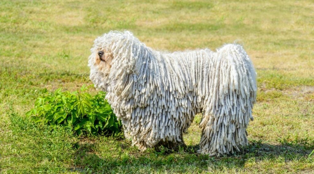 Puli stands on the grass in the park