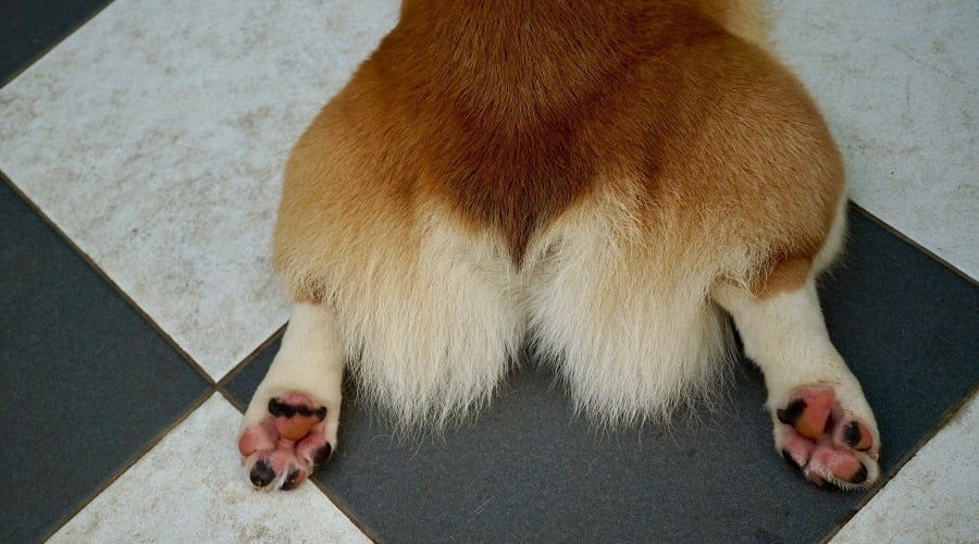 Pup on Tile Floor