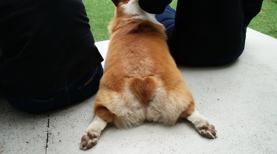 Pup with Owners