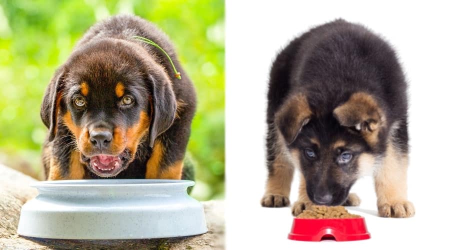 Puppies Eating From Dog Bowls