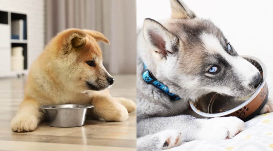 Puppies Eating From Dog Bowls