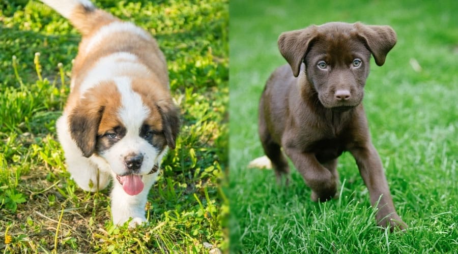 Puppies Frolicking in the Grass