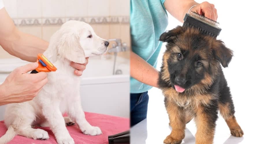 Puppies Getting Their Fur Brushed