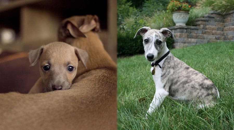 Puppies Looking at Camera