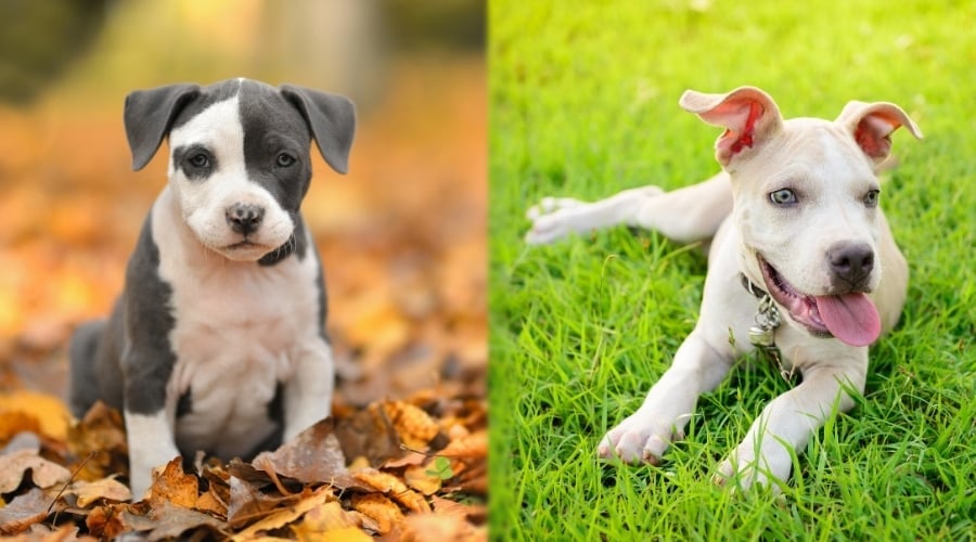 Puppies Outdoors in Autumn and Spring