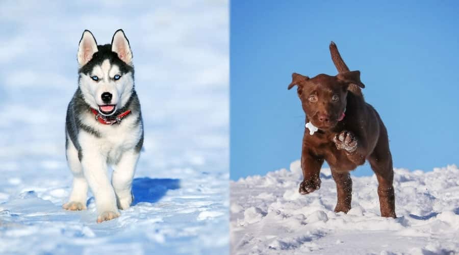 Puppies Playing in Snow
