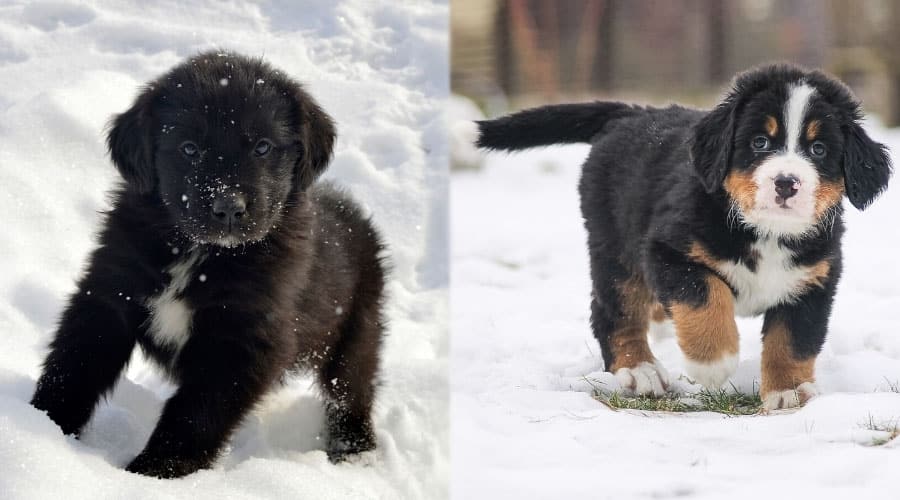 Puppies Playing in the Snow