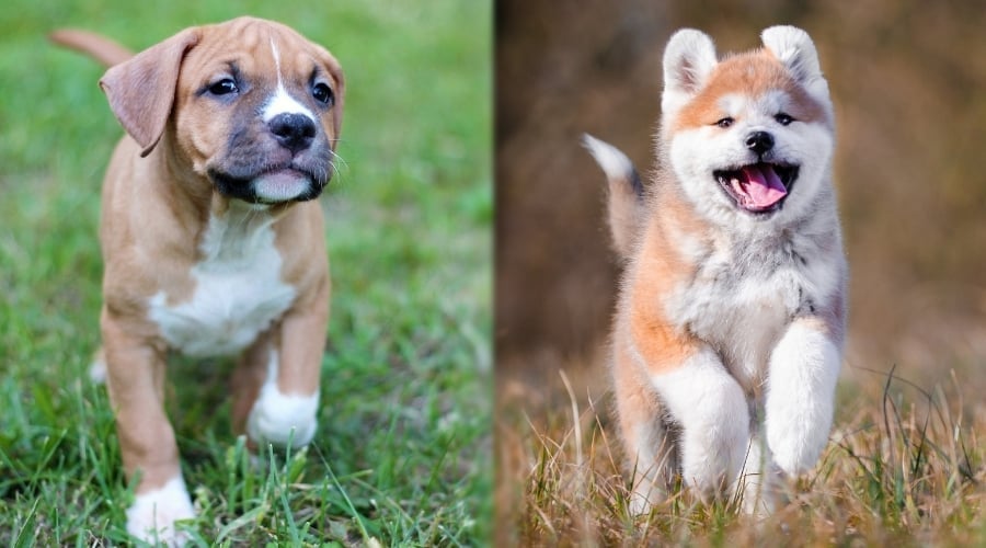 Puppies Running Outdoors Together