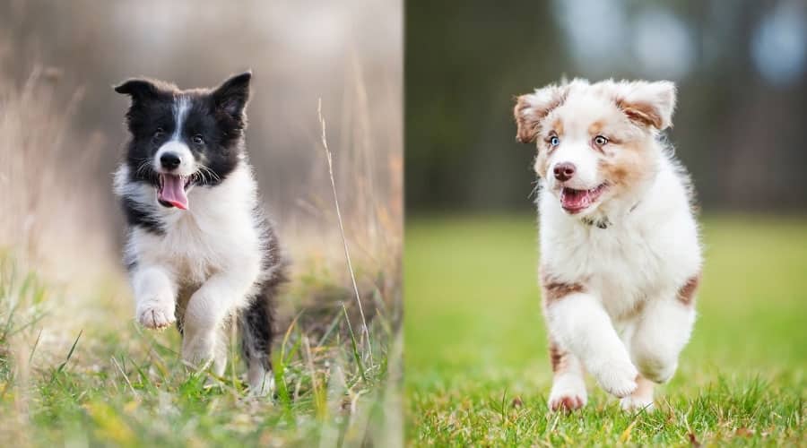 Puppies Running Outside