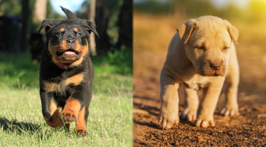 Puppies Running Outside