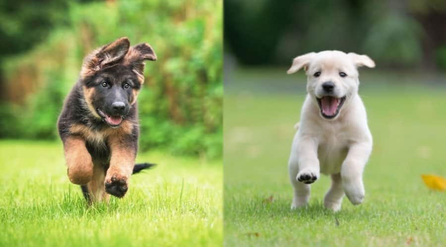 Puppies Running in Grass