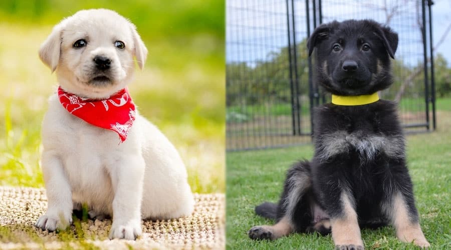 Puppies Sitting Outside