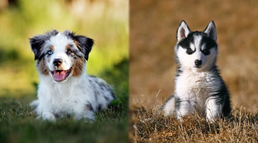 Puppies Sitting in Grass Fields