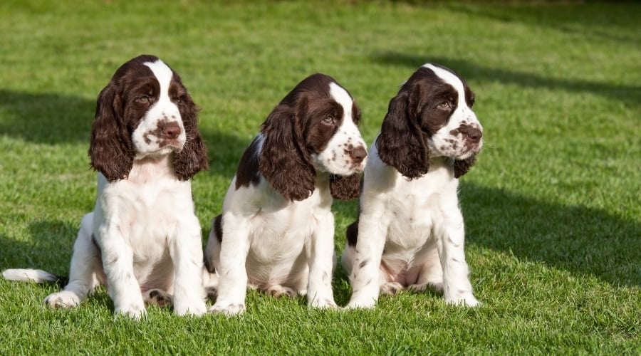 Puppies Sitting in Grass