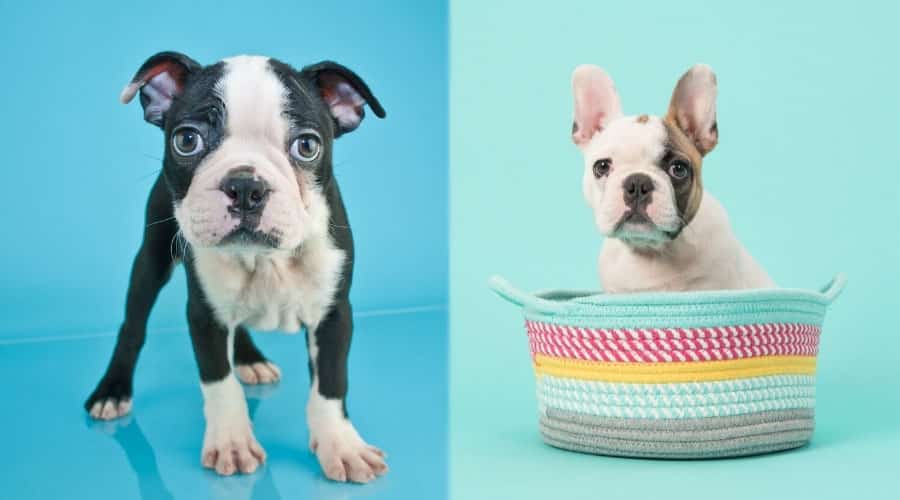 Puppies With Blue Background