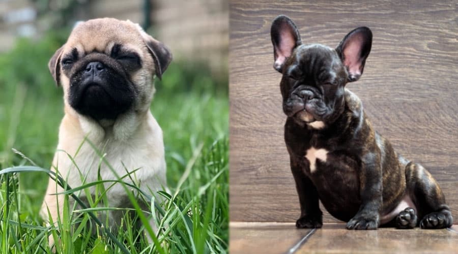 Puppies With Their Eyes Closed