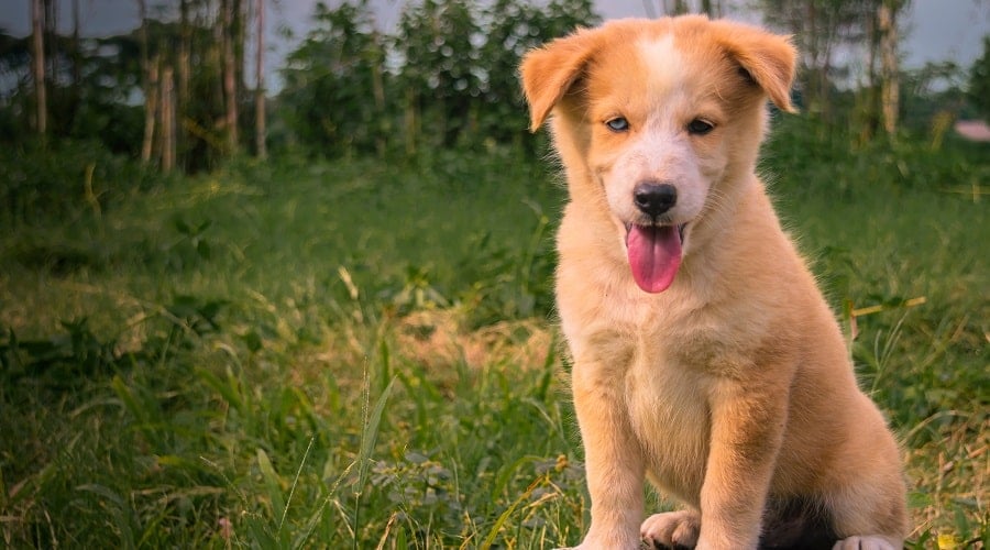 Puppies and Breeders with the Berhusky