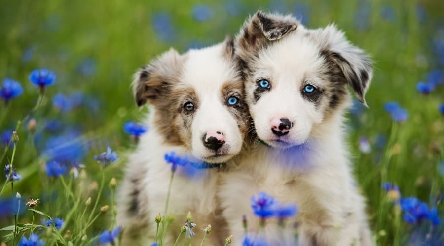Puppies in a Field of Blue Flowers