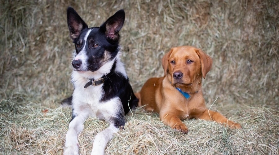 Puppies on a Hay Bale